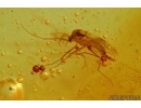 Carabidae Ground beetle larva, Mite and Gnat . Fossil insects in Baltic amber #7176