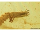 Carabidae Ground beetle larva, Mite and Gnat . Fossil insects in Baltic amber #7176