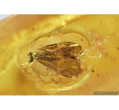 Psocid Psocoptera, Aphid, Mite and More. Fossil insects in Baltic amber #7180