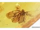 Big Planthopper, Cicada, Wasp, Psocids and More . Fossil inclusions in Baltic amber #7186