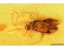 Big Planthopper, Cicada, Wasp, Psocids and More . Fossil inclusions in Baltic amber #7186