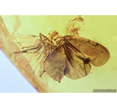 Big Planthopper, Cicada, Wasp, Psocids and More . Fossil inclusions in Baltic amber #7186