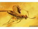 Big Planthopper, Cicada, Wasp, Psocids and More . Fossil inclusions in Baltic amber #7186