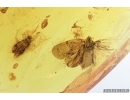 Big Planthopper, Cicada, Wasp, Psocids and More . Fossil inclusions in Baltic amber #7186