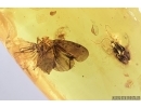 Big Planthopper, Cicada, Wasp, Psocids and More . Fossil inclusions in Baltic amber #7186