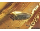 Mammalian hair and False Click Beetle Elateroidea, Throscidae. Fossil inclusions in Baltic amber #7208