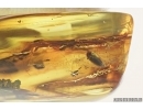 Mammalian hair and False Click Beetle Elateroidea, Throscidae. Fossil inclusions in Baltic amber #7208
