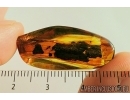 Mammalian hair and False Click Beetle Elateroidea, Throscidae. Fossil inclusions in Baltic amber #7208