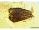 Caddisfly, Trichoptera and Fungus gnat, Mycetophilidae with eggs. Fossil insects in Baltic amber #7221