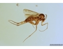 Caddisfly, Trichoptera and Fungus gnat, Mycetophilidae with eggs. Fossil insects in Baltic amber #7221