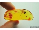 Caddisfly, Trichoptera and Fungus gnat, Mycetophilidae with eggs. Fossil insects in Baltic amber #7221