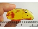Caddisfly, Trichoptera and Fungus gnat, Mycetophilidae with eggs. Fossil insects in Baltic amber #7221