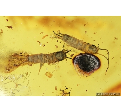 Two Silverfish, Lepismatidae. Fossil inclusions in Baltic amber #7223