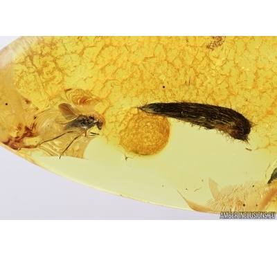 Leaf and Long-legged fly, Dolichopodidae. Fossil inclusions in Baltic amber #7228