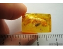 Miridae, True Bug. Fossil insect in Baltic amber #7232