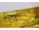 Miridae, True Bug. Fossil insect in Baltic amber #7232