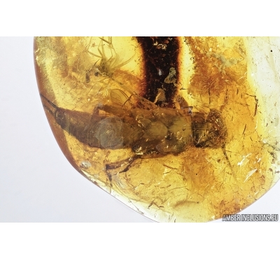 AQUATIC STONEFLY, Plecoptera in BALTIC AMBER #7234