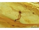 Nice Mayfly, Ephemeroptera. Fossil insect in Baltic amber stone #7237