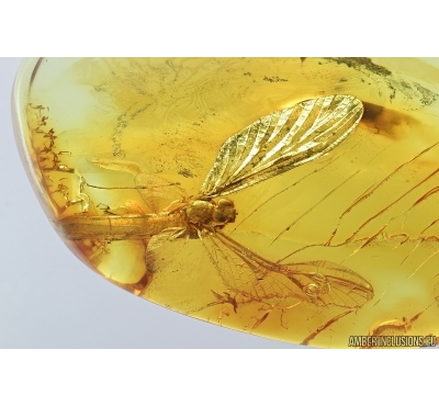 Big 15mm Mayfly, Ephemeroptera. Fossil insect in Baltic amber stone #7238