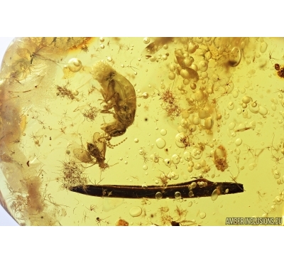 Termite, Leaf and More. Fossil inclusions in Baltic amber #7241