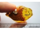 Termite, Leaf and More. Fossil inclusions in Baltic amber #7241