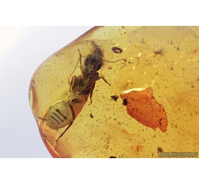 Big 11mm Termite, Isoptera and Piece of amber in amber. Fossil inclusions in Baltic amber stone #7242