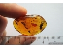 Big 11mm Termite, Isoptera and Piece of amber in amber. Fossil inclusions in Baltic amber stone #7242