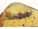 Big 11mm Termite, Isoptera and Piece of amber in amber. Fossil inclusions in Baltic amber stone #7242