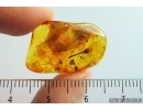 Plant, Flower. Fossil inclusion in Baltic amber #7248