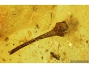 Plant, Flower. Fossil inclusion in Baltic amber #7248