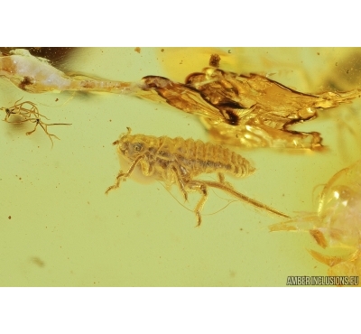 Nice Aphids, Aphididae. Fossil insects in Baltic amber #7263