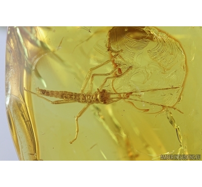 Walking stick, Phasmatodea. Fossil inclusion in Baltic amber #7269