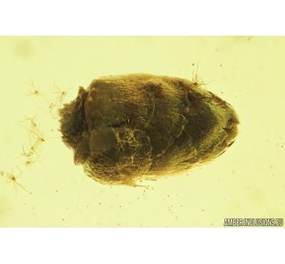 Nice Bud. Fossil inclusion in Baltic amber #7270