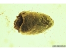 Nice Bud. Fossil inclusion in Baltic amber #7270