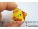 Nice Bud. Fossil inclusion in Baltic amber #7270