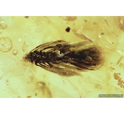 SEED VESSEL. FOSSIL INCLUSION IN BALTIC AMBER #7271