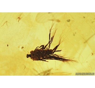 SEED VESSEL. FOSSIL INCLUSION IN BALTIC AMBER #7272