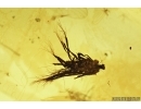 SEED VESSEL. FOSSIL INCLUSION IN BALTIC AMBER #7272