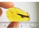 Big Leaves with  two seed vessels. Fossil inclusions in Baltic amber #7276