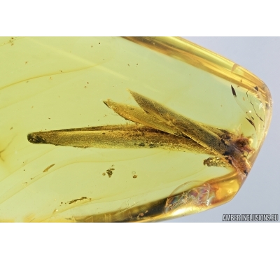 Big Leaves with  two seed vessels. Fossil inclusions in Baltic amber #7276