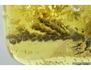 NICE, BIG 18mm THUJA TWIG. Fossil inclusion in Baltic amber #7277