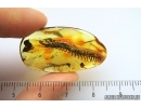 Very big 30mm! Centipede, Lithobiidae. Fossil insect in Baltic amber #7280