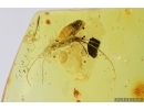 Bristletail Machilidae and Ant. Fossil insects in Baltic amber #7284