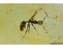 Bristletail Machilidae and Ant. Fossil insects in Baltic amber #7284