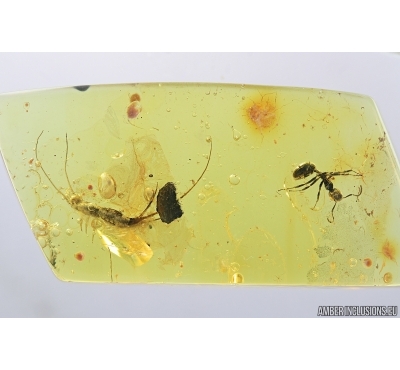 Bristletail Machilidae and Ant. Fossil insects in Baltic amber #7284