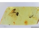 Bristletail Machilidae and Ant. Fossil insects in Baltic amber #7284