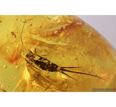 Big Bristletail Machilidae. Fossil insect in Baltic amber #7285