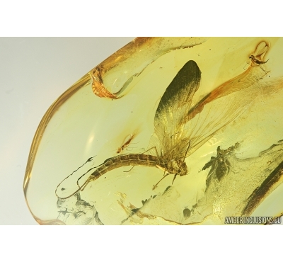 Big 25mm! Mayfly, Ephemeroptera. Fossil insect in Baltic amber stone #7286