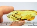 Big 25mm! Mayfly, Ephemeroptera. Fossil insect in Baltic amber stone #7286