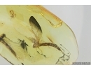 Big 25mm! Mayfly, Ephemeroptera. Fossil insect in Baltic amber stone #7286